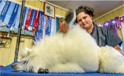  ?? PHOTO: JOHN KIRK-ANDERSON/FAIRFAX NZ ?? Emma Case-Peters, a champion dog groomer from Christchur­ch, gets Monty looking fabulous.