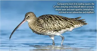  ??  ?? Compared to most of its wading cousins, the Curlew’s long legs and a long bill allow it access to deeper water and more squelchy, invertebra­terich mud on our saltmarshe­s and mudflats.