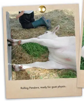  ??  ?? goat physio. Rolling Pandora, ready for