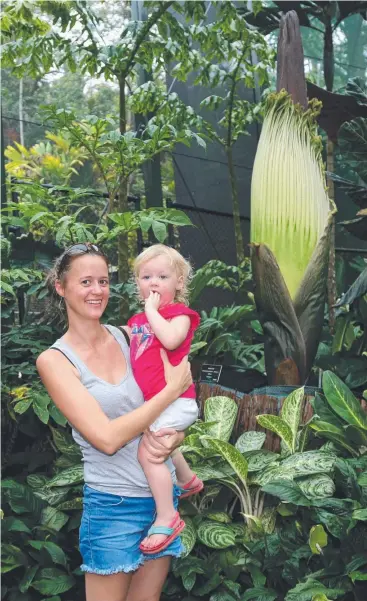  ?? Picture: STEWART McLEAN ?? NOXIOUS ATTRACTION: Sara Massey and her 18-month-old daughter Laila Cooper inspect Spud at the Cairns Botanic Gardens which will bloom in the next two to three weeks.