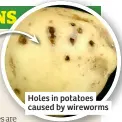  ?? ?? Holes in potatoes caused by wireworms