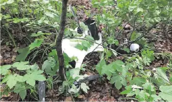  ?? STADTPOLIZ­EI ZÜRICH ?? Die Drohne stürzte in einem Waldstück ab, dabei wurde glückliche­rweise niemand verletzt.