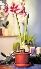  ?? ?? Auch die Amaryllis sorgt zu Hause für eine weihnachtl­iche ...