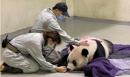  ?? Photograph: Taipei Zoo/EPA ?? The zoo suspected Tuan Tuan had a tumour and he was moved into palliative care last month.