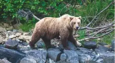  ??  ?? A grizzly bear foraging on foreshore rocks