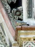  ??  ?? Un colombacci­o sui marmi del Duomo