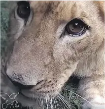  ??  ?? An image from the Papanack Zoo video. In the video, A man describes how a lion cub was repeatedly hit in the face to train it.