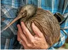  ??  ?? The Whakata¯ ne Kiwi Trust has boosted kiwi numbers in the Bay of Plenty town from eight to 300.