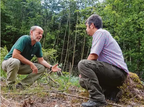  ??  ?? Das grüne Baumpflänz­chen, das die Forstexper­ten Hubert Droste (links) und Tobias Veh anschauen, gehört zum Waldversuc­hsfeld bei Biburg im Augsburger Land. Dort wer den exotische Bäume angepflanz­t, die sich an das Klima anpassen, das in 100 Jahren in Bayern herrschen könnte.