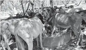  ??  ?? Donkeys being fattened for slaughter at a soon-to-be-opened abattoir in Umguza near Bulawayo. The proponents of the project have run into opposition from animal rights activists while members of the public are worried that donkey meat may find its way...