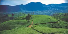  ?? ?? Tea plantation­s