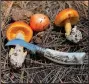  ?? (AP/Arizona Mushroom Society/ Christophe­r C. May) ?? This 2021 photo provided by the Arizona Mushroom Society shows the Caesar’s mushroom found near Clints Well, south of Flagstaff. This year’s summer rain has brought bounties of mushrooms.