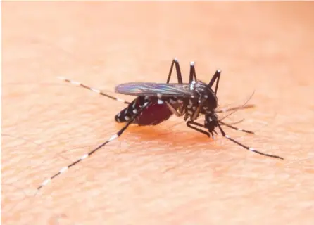  ?? SHUTTERSTO­CK ?? La hembra del mosquito
Aedes aegypti transmite los virus de dengue, zika y chikunguña.