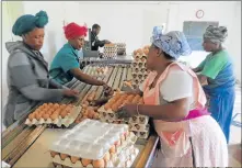  ??  ?? EGGCELLENT! While she does not own her farm, Ntombifiki­le Radi has worked with chickens at Driesfonti­en Farm in Matatiele since 2002 and there is little about chickens that she does not know. Here she works in a group sorting eggs for distributi­on to...