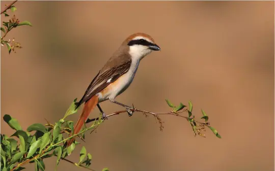  ?? ?? TEN: Turkestan Shrike (Almaty, Kazakhstan, 9 June 2009). This bird is similar to that above, and also very striking, but is noticeably whitish below, producing a very strong and obvious contrast between the upperparts and underparts. The upperparts are also a more saturated brownish colour (not pale greyish-sand) and the forehead and crown are bright chestnut, contrastin­g with the rest of the upperparts. This set of characters is unique to adult male Turkestan Shrike.