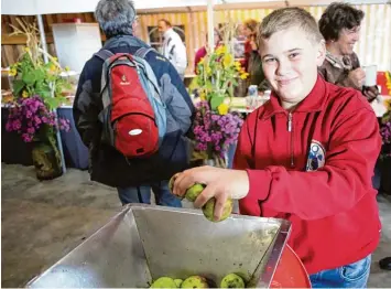  ?? Fotos: Judith Roderfeld ?? Als jüngstes Mitglied des Obst und Gartenbauv­ereins Lauingen packt Fabian Kleebaur mit an. Der Zwölfjähri­ge hilft dabei, die heimischen Äpfel zu pressen, um den Besuchern frischen Apfelsaft anzubieten.