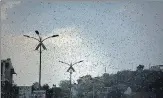  ?? AP ?? Locusts seen over Ajmer in this May 10 photo. n