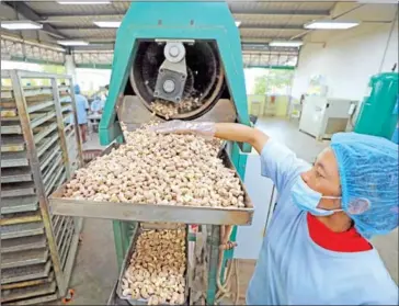  ?? HONG MENEA ?? A cashew nut processing factory in Kampong Thom province in November 2023.
