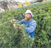  ?? Chris Dillmann Vail Daily ?? DRAFT RULES would bar pot use at L.A. shops. Above, Joey Hoover trims a pot plant in Colorado.