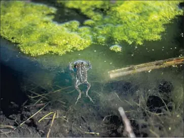  ?? Photograph­s by Robert Gauthier Los Angeles Times ?? ONLY ABOUT 8,500 black toads cling to existence on a patch of ranch land, a population isolated about 12,000 years ago. The toad’s original scientific name, Bufo exsul, acknowledg­es its remoteness. It means “exiled toad.”