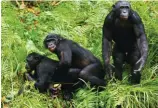  ?? © Sergey Uryadnikov/Shuttersto­ck ?? Bonobos en République Démocratiq­ue du Congo. Dans ce pays miné par ses conflits internes, l'espèce est en voie de disparitio­n.