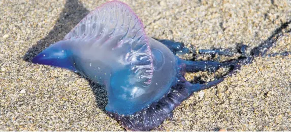  ??  ?? > A sting from the Portuguese man o’ war jellyfish is extremely painful and can prove fatal