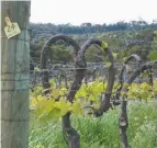  ??  ?? Innovative trellising and canopy management in the Karridale vineyard, allows optimum light for ripening and good aeration to reduce fungus.