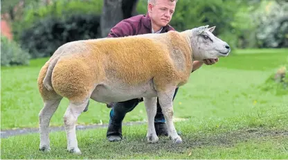  ?? Picture: Wayne Hutchinson. ?? Buckles Dark Dawn gave the Buckles family, from Kirkby Stephen, 30,000 reasons to celebrate at the Beltex national sale.