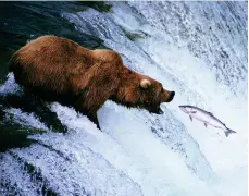  ??  ?? Adventure time: Enjoy the peace of the Denali National Park and Preserve, Alaska, top, and a bear ‘fishing’, above