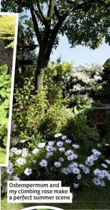  ??  ?? Osteosperm­um and my climbing rose make a perfect summer scene