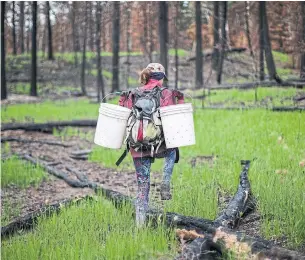  ?? JESSE WINTER STARMETRO VANCOUVER ?? A mushroom hunter forages in Elephant Hill Provincial Park. The B.C. Drug and Poison Control Centre handled 46 mushroom exposure calls over the summer — 16 in September alone.