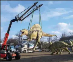  ?? KLAUS-DIETMAR GABBERT / DPA ?? Guliano Reinhard, operator of the exhibition Dinosaurs, in the Realm of Prehistory, uses a forklift to lift a Spinosauru­s into place in Saxony-Anhalt, Magdeburg, Germany, on Feb 21. Visitors can see the life-size model dinosaurs during the exhibition which started on Feb 25.