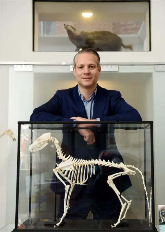  ?? FOTO'S JAN VAN DER PERRE ?? Walter Damen bij zijn collectie skeletten in zijn advocatenp­raktijk in Berchem. “Intrigeren­d hoe deze wezens ontdaan van alles toch blijven voortbesta­an.”