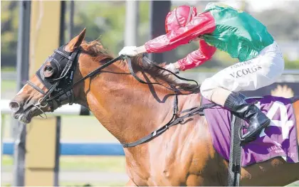  ?? Photo / Trish Dunell ?? Group one Vodafone New Zealand Derby (2400m) contender Two Illicit.