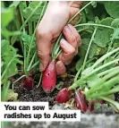  ?? ?? You can sow radishes up to August