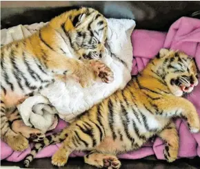  ??  ?? Auf diesem Bild noch friedlich schlafend: die verstorben­en Tigerbabys.