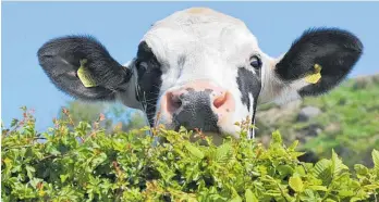  ?? ?? Rural Women New Zealand is holding a Behind the Hedges — Issues impacting the wellbeing of rural communitie­s