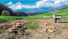  ?? BILDER: SN/SALZBURGER LUNGAU ?? Die bekannten Lungauer „Eachtling“.