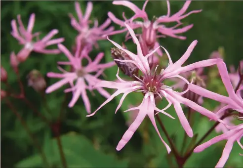  ??  ?? Ragged Robin works well in a damp but sunny spot in Scotland