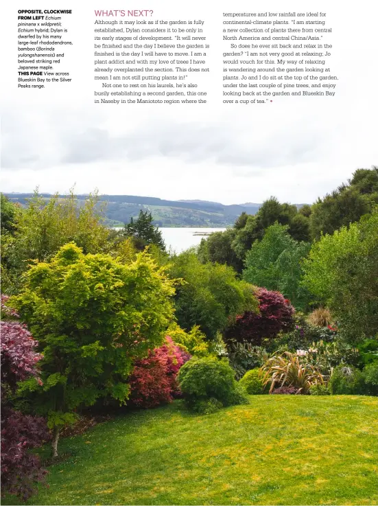  ??  ?? OPPOSITE, CLOCKWISE FROM LEFT Echium pininana x wildpretii; Echium hybrid; Dylan is dwarfed by his many large-leaf rhododendr­ons, bamboo (Borinda yulongshan­ensis) and beloved striking red Japanese maple.
THIS PAGE View across Blueskin Bay to the Silver Peaks range.