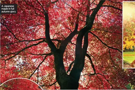  ?? ?? A Japanese maple in full autumn glory