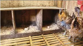  ??  ?? Simple laying boxes for the chickens, with sawdust and dried leaves as padding. Bamboo flooring keeps the coop light and breezy. It is also easier to clean as the dung falls through to the bottom of the coop.