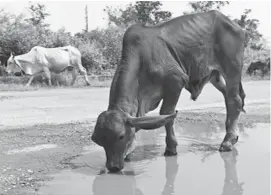  ??  ?? Government and its partners are being urged to play a pivotal role in mitigating against loss of livestock due to drought in the Matabelela­nd region to ensure food and nutrition security at household as well as at national level