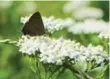  ??  ?? Yarrow blooms aggressive­ly for up to eight weeks in late summer.