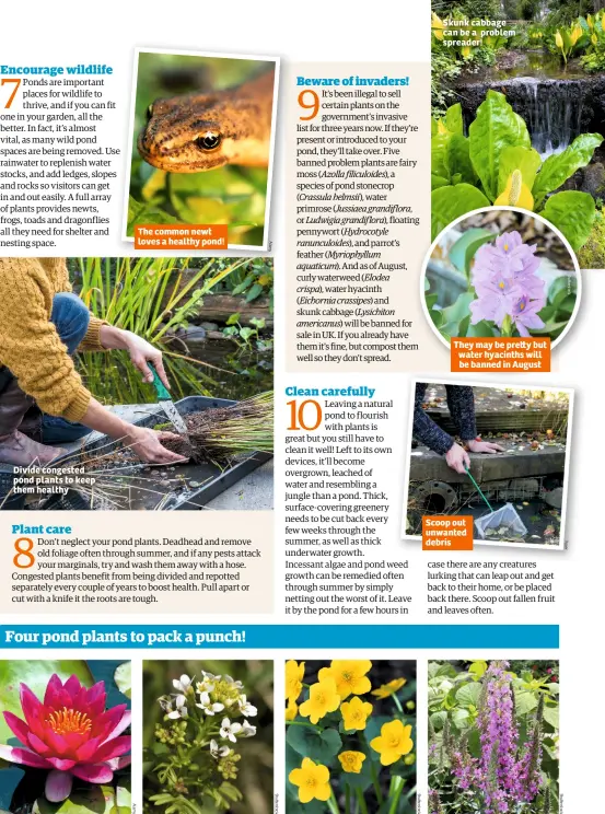  ??  ?? Divide congested pond plants to keep them healthy Nymphaea ‘James Brydon’ The common newt loves a healthy pond! Rorippa nasturtium-aquaticum Caltha palustris Skunk cabbage can be a problem spreader! They may be pre y but water hyacinths will be banned...