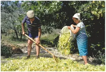  ??  ?? A sweet harvest: in France, lime blossom is gathered in festivals celebratin­g the tree