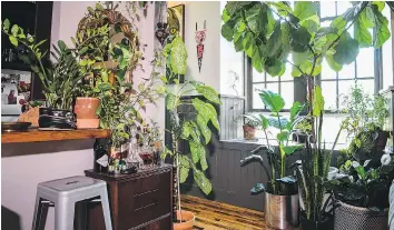  ??  ?? Hilton Carter’s living room features a tall fiddle-leaf fig lurking in the corner (far right).