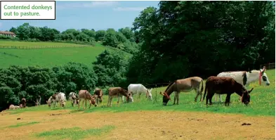  ??  ?? Contented donkeys out to pasture.