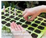  ??  ?? Fast-growing annuals can be sown in May