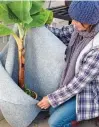  ??  ?? WAKE-UP CALL: Remove fleece from banana plants